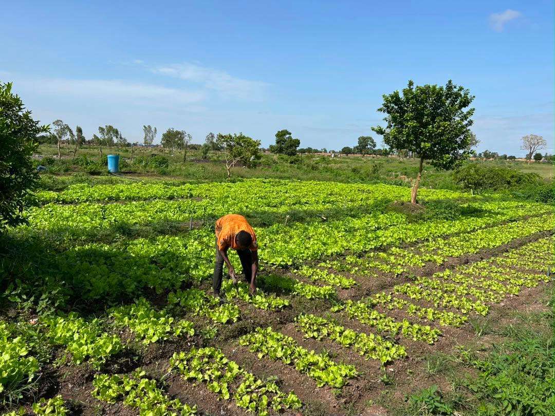 AbbeLabs and ISRIC join forces to accelerate agricultural transformation and sustainable soil management in Africa